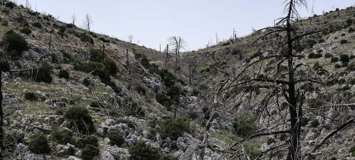 Προσαγωγή ενός 63χρονου υπόπτου στην Πάρνηθα για εμπρησμούς